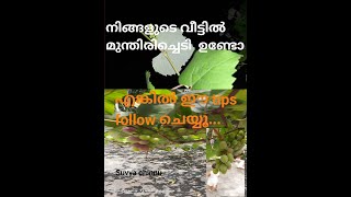 മുന്തിരി കൃഷി. Grapes farming. വീട്ടിൽ മുന്തിരി ഉണ്ടോ.VIDEO 8b30ef38 abde 40d7 9c75 6ad166617431