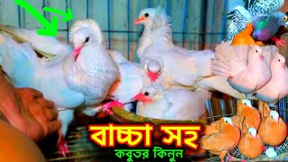 পর্ব-৩৬/ বাচ্চা সহ কবুতর কিনুন | ডিম বাচ্চা গ্যারান্টি সহ কবুতর বিক্রি |pigeon price | kobutor pagla