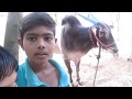 Download महाराष्ट्राचा सगळ्यात वेगवान धावणारा बैल-लक्ष्या In Mp4 3Gp Full HD Video