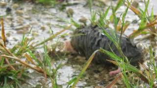 Mole that got flooded out