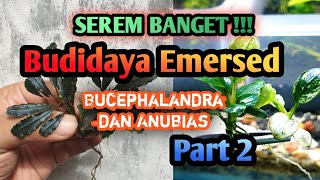 Budidaya Bucephalandra dan Anubias  Emersed Mudah Biaya Murah Part 2