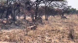 Zebras and Blue Wildebeest at Chaminuka Game Park tour