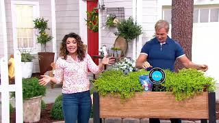 Phillip Watson Designs 6-Piece Creeping Jenny Live Plants on QVC