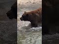 gigantic black bear strolls along public beach