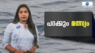 Flying fish |  കടലിലെ ഏറ്റവും സവിശേഷമായ ജീവികളിൽ  650 അടി ഉയരത്തിൽ പറക്കുന്ന മത്സ്യം