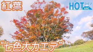 【紅葉】 「七色大カエデ」紅葉見ごろ