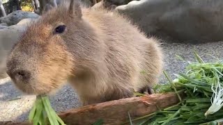 食事タイム🎶美味しそうに食べるカピバラ💕『カピィ♀』と『バァラ♂』桂浜水族館にて2021年11月7日