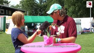 DWZRV - Sighthound Festival 2014