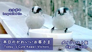 「本日のかわいいお客さま」ダイジェスト版