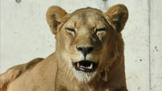 ライオン　オトちゃん　ゴロゴロまったりしています【のんほいパーク】Lion Oto-chan Toyohashi Zoo