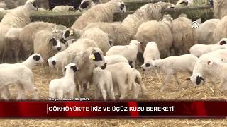 Gökhöyük’te ikiz ve üçüz kuzu bereketi