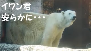 【ホッキョクグマ】イワン君、安らかに・・・　2021/12/15　とくしま動物園