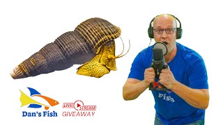 Ep 342 Yellow Rabbit Snail GIVEAWAY