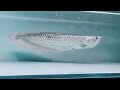 super rare cross belly silver arowana