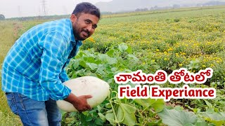 Today చామంతి తోటలో Field Experiance - నా Field Experiance