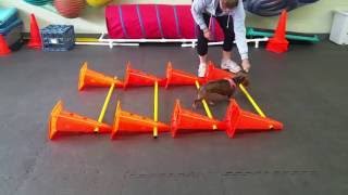 Dachshund IVDD Rehab Exercises: Cavaletti Rails