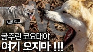 굶주린 코요테들이 또 찾아왔어요. 그러자 진돗개가 보인 독특한 행동