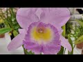 japan world orchid exhibition 2025 サンシャインシティ世界のらん展2025 第64回全日本蘭協会洋らん展 part 3