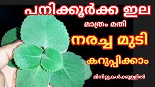 പനിക്കൂർക്ക ഇല ഇങ്ങനെ ചെയ്യു നരച്ച മുടി കറുപ്പിക്കാം മിനിറ്റുകൾക്കുള്ളിൽ