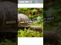 10 Incredible Facts About Snails  |  KNOW iT