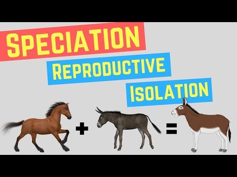 Is geographic isolation Prezygotic or Postzygotic?