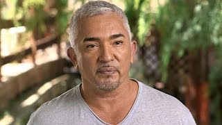 Cesar Millan Rehabs Aggressive French Bulldog on Nat Geo WILD's 'Cesar 911'