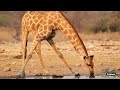 LIVE at the waterhole - 16 July 2025
