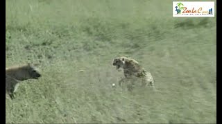 チーター vs チーター vs ハイエナ　チーターの狩り＃８「閲覧注意」 Wild Animals in Africa / Hyena fished in troubled waters