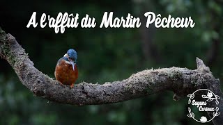 A l'affût du Martin Pêcheur