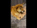 タオルへの想いが強い柴犬。 柴犬