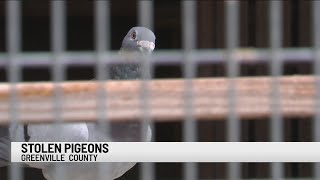 Valuable pigeons stolen