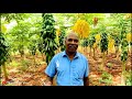 யாழ்ப்பாணத்தில் மிகப் பெரிய பப்பாசி பழ தோட்டம் 😍❤️ the largest papaya orchard in jaffna ♥️