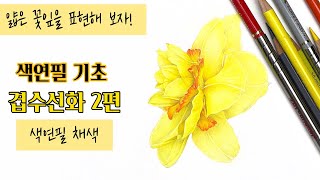 색연필기초/ 겹수선화 2편/색연필 채색편/색연필 보태니컬아트 기초/colored pencils botanical art