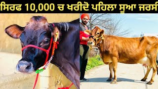 ਸਿਰਫ 10,000 ਚ ਖਰੀਦੋ ਪਹਿਲਾ ਸੂਆ#ਜਰਸੀ 3 ਜਰਸੀ ਗਾਵਾਂ ਇੱਕ ਆਇਰਸ਼ਇਰ ਤਾਜ਼ੀ ਸੂਈ ਨਾਲ ਜਰਸੀ ਵੱਛੀ for sale!!