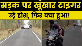 Bikers encounter with 2 Tigers on Road in Chandrapur, Maharastra, सड़क पर टाइगर्स की चहलकदमी