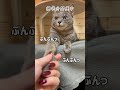 無理を言って握手させていただいた shorts cat 猫 猫のいる暮らし