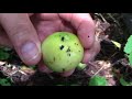 Mayapple, an abundant plant and elusive fruit.