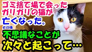 ゴミ捨て場で出会ったガリガリの猫が亡くなった。その後に次々不思議なことが起こって…【猫の不思議な話】【朗読】