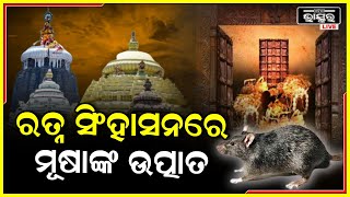 ମହାପ୍ରଭୁଙ୍କୁ ରାତିରେ ଶୋଇବାକୁ ଦେଉନାହାନ୍ତି ମୂଷା, ନିଦ ଭାଙ୍ଗି ଦେଉଛନ୍ତି, କାଟିଦେଉଛନ୍ତି ସବୁ ବସ୍ତ୍ର