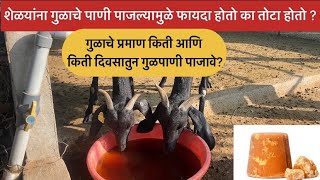 शेळयांना गुळ पाणी पाजल्यामुळे कोणकोणते फायदे होतात? गुळाचे प्रमाण आणि किती दिवसातुन दयावा?