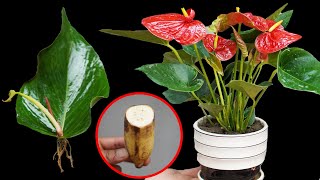 HALF a Fruit Can Create a STUNNING Anthurium Garden