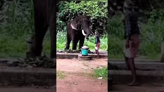 elephant attack || thechikottukavu devidasan