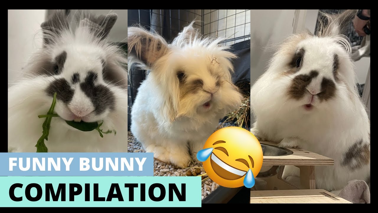 The Best Funny Bunny Videos Cute Rabbit Compilation рџђ Youtube
