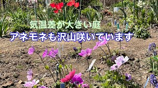 まるおの母　まるこの宿根草と低木の庭　2023 04 10 冷え込んで霜が降りた庭は、気温が急上昇⤴️ ハシボソガラスの貯食行動…食パンを沢山咥える🍞　黒船ツツジ、雉筵、赤いチューリップ満開。