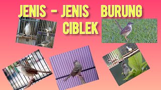 JENIS-JENIS BURUNG CIBLEK