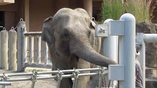 アヌラさん お誕生日おめでとうございます㊗️　《東山動植物園》