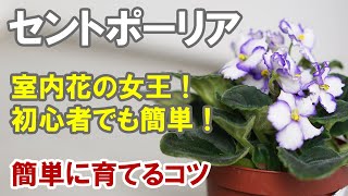 セントポーリアの育て方 水やり 植え替え いつでも咲いてくれる室内花！