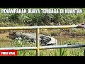 GEMPAR‼️BUAYA TEMBAGA GERGASI DI SUNGAI CENDERAWASIH KUANTAN ,PAHANG JADI TARIKAN