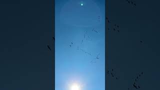 Enormous flock of Canadian geese at Christie Lake Conservation Area.