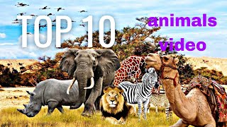 top 10 amazing animals in the world